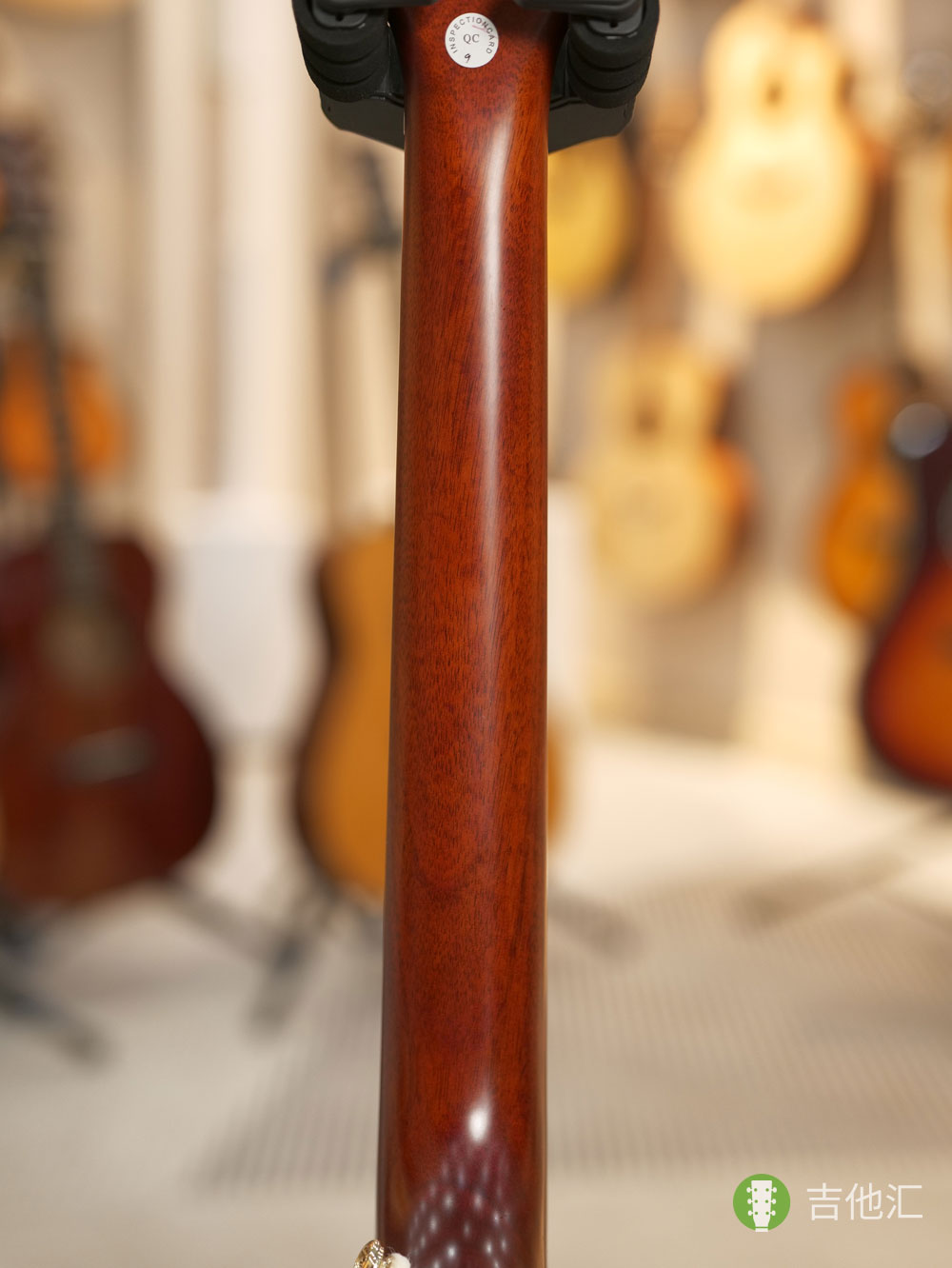 易普锋蜂鸟 琴颈实拍图