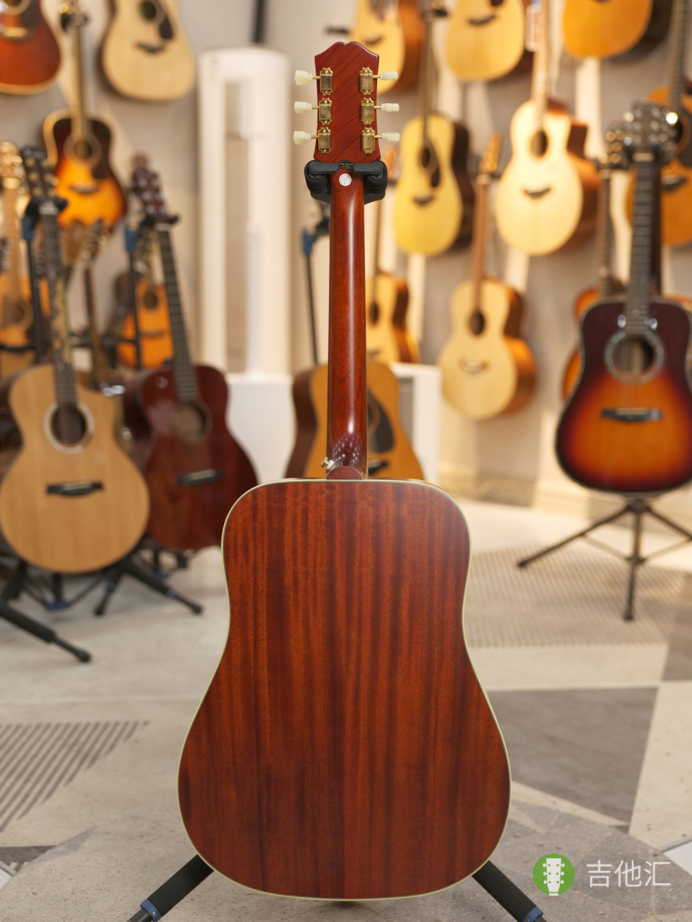 易普锋蜂鸟 背面实拍图